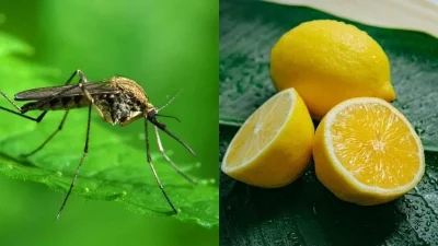 Διώξτε τα κουνούπια από το σπίτι σας με λεμόνι κι ακόμα 1 υλικό