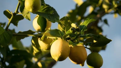 Τέλος στις χημικές δίαιτες - Το κόλπο με λεμόνι για την απώλεια βάρους
