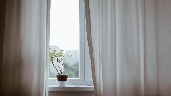 Το φυτό για τις γεοροντοκόρες - Σύμφωνα με το Feng Shui βοηθάει να βρεις σύντροφο