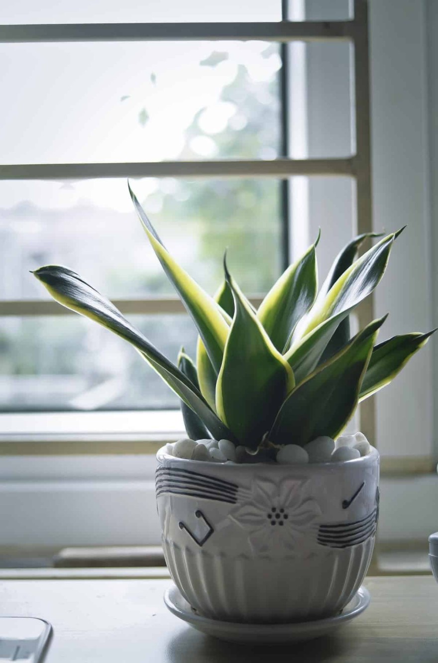 Sansevieria trifasciata