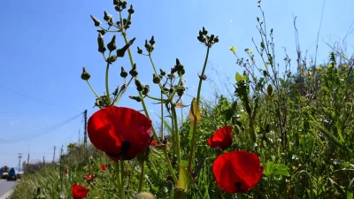 Συνεχίζεται ο ανοιξιάτικος καιρός - Η θερμοκρασία θα ξεπεράσει του 20 βαθμούς σήμερα 26/3!