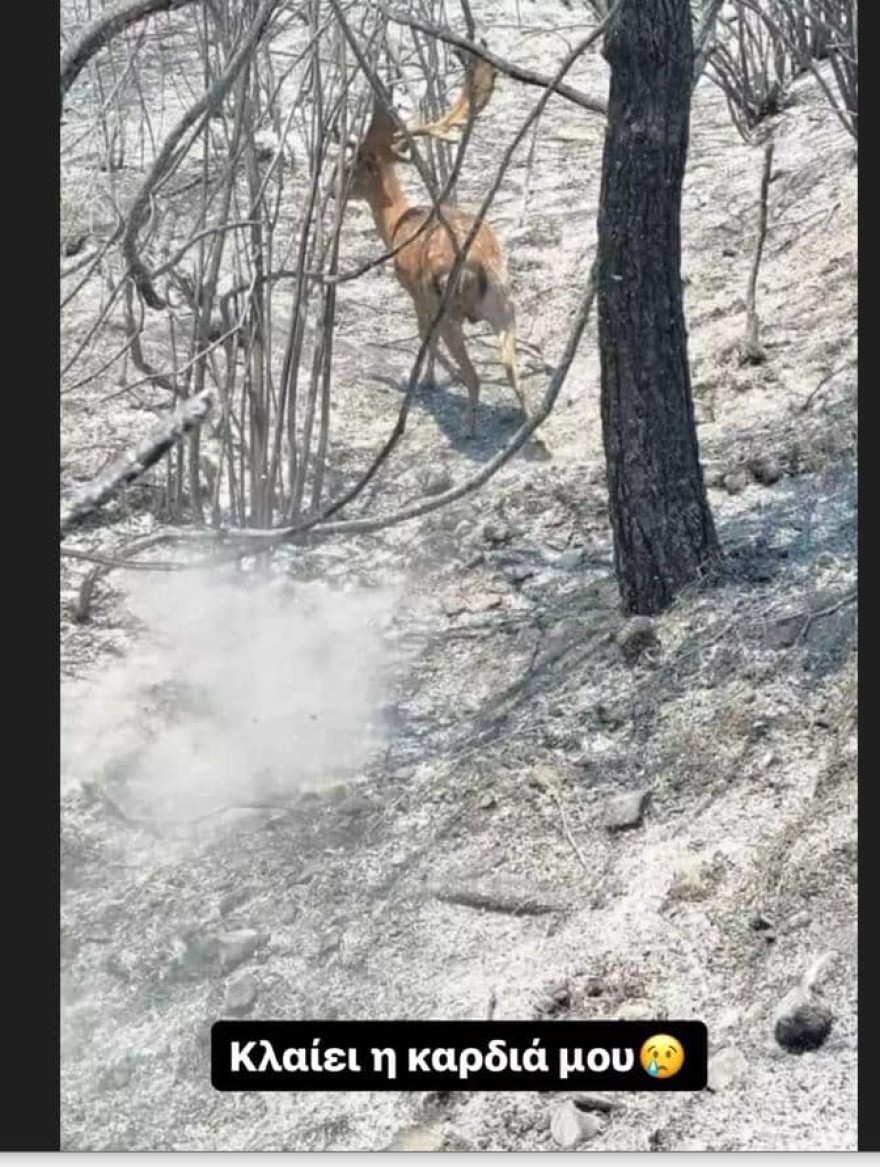 elaphi