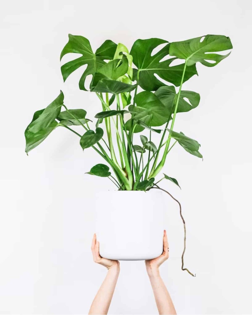 Monstera