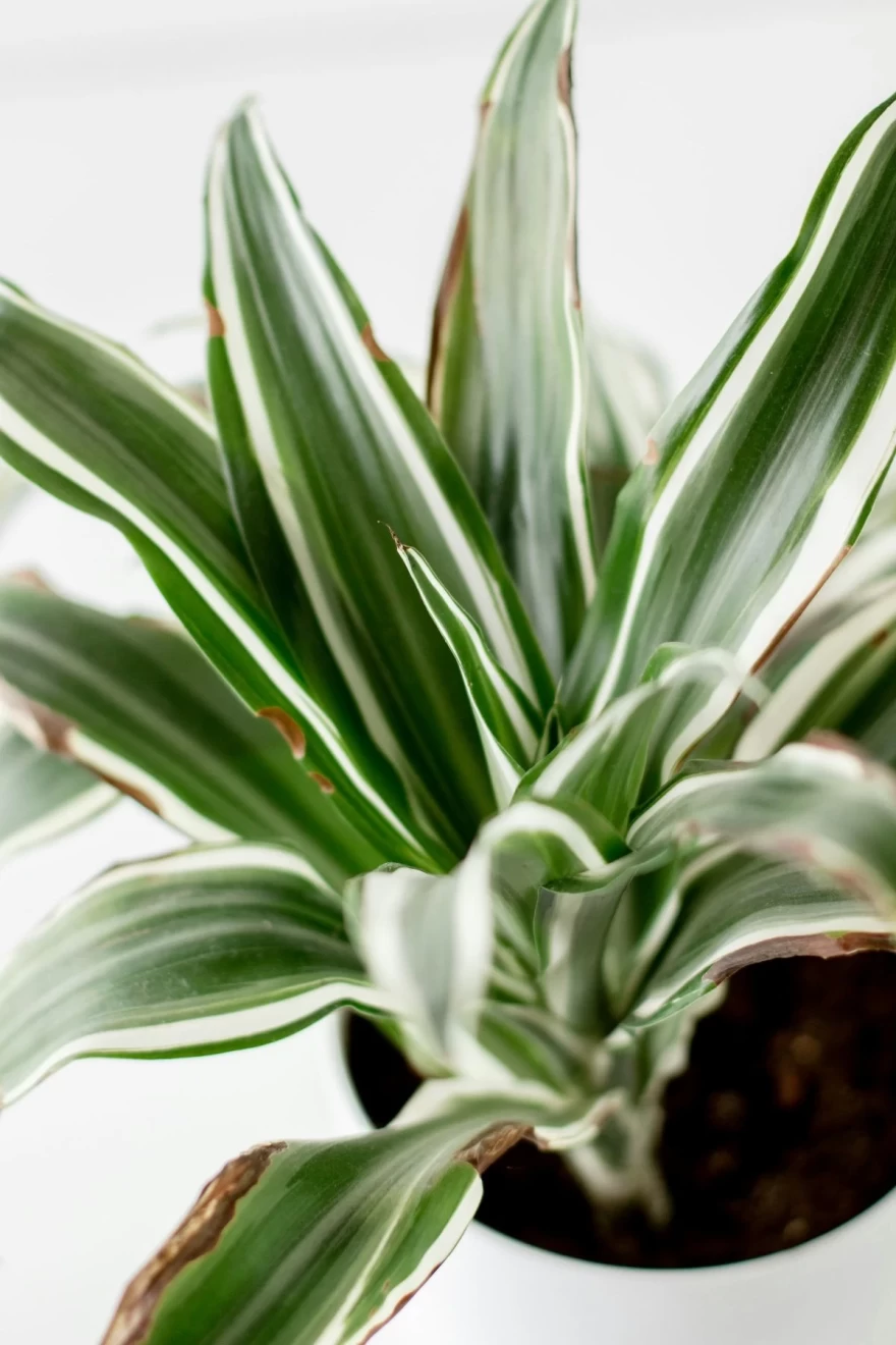 Dracaena φυτό