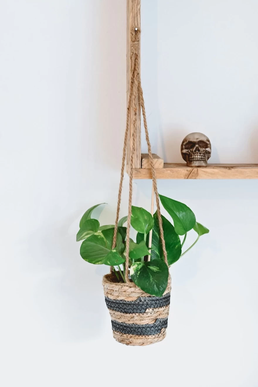 Epipremnum aureum φυτό