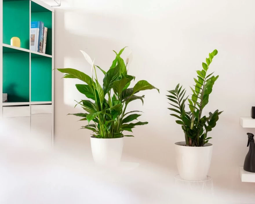 Spathiphyllum φυτό