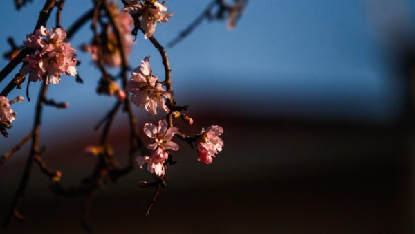 Αμυγδαλιά